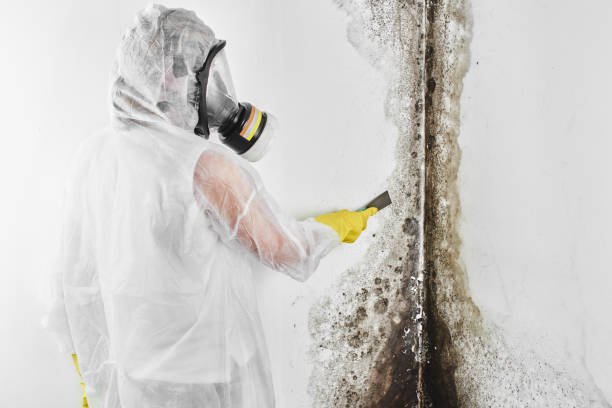 Best Attic Mold Removal  in Palouse, WA
