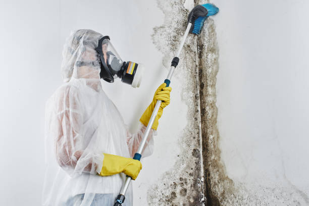 Best Local Mold Removal Service  in Palouse, WA