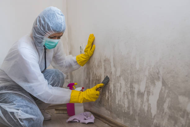Best Attic Mold Removal  in Palouse, WA