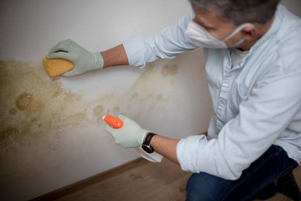 Best Mold Remediation  in Palouse, WA