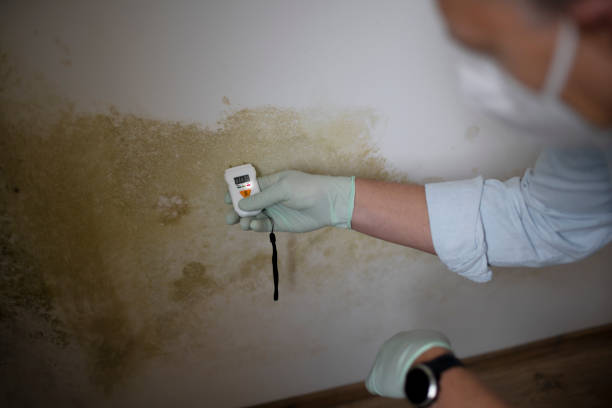 Best Home Mold Removal  in Palouse, WA