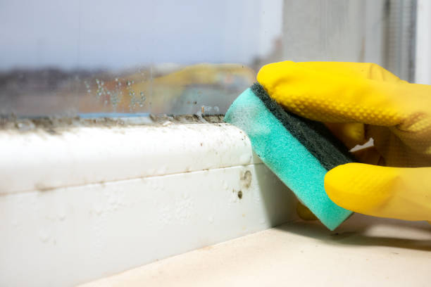 Palouse, WA Mold Removal Company