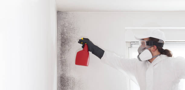 Best Mold Damage Repair  in Palouse, WA