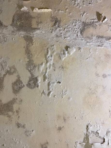 Best Toxic Mold Removal  in Palouse, WA