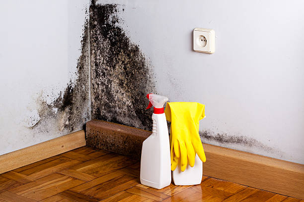 Best Best Mold Removal Companies  in Palouse, WA