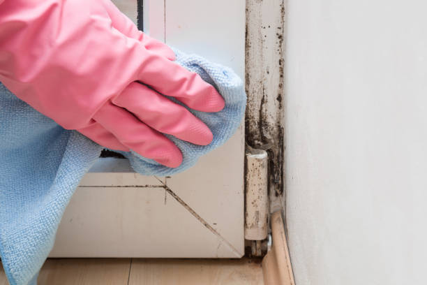 Best Office Mold Removal Services  in Palouse, WA