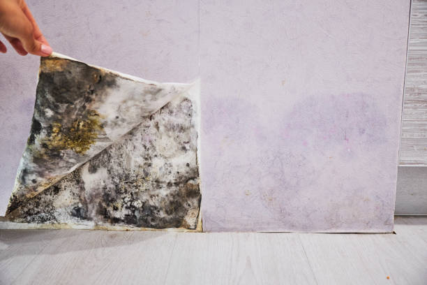 Best Mold Remediation  in Palouse, WA